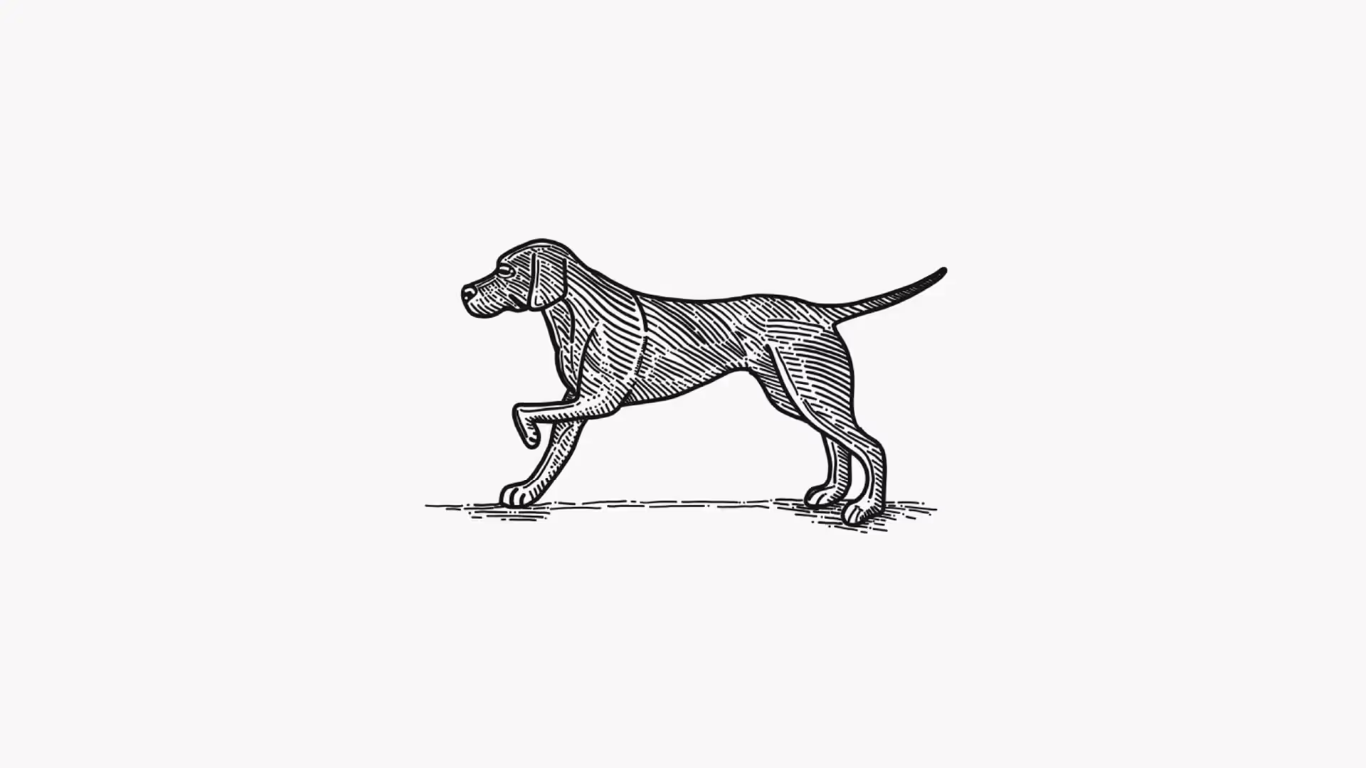 etching style sketch of a greyhound dog.